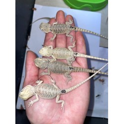 Бородатая агама ( Pogona vitticeps) - 10-13см