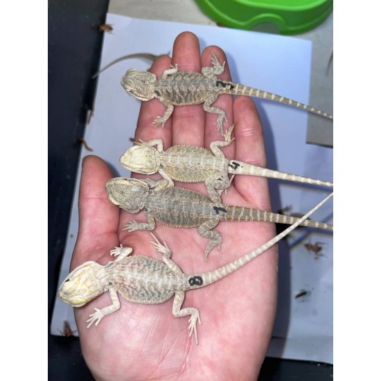 Фото Бородатая агама ( Pogona vitticeps) - 10-13см Смотреть