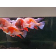 Акарихтис Хеккеля альбино (Acarichthys heckelii albino) - 4-5см 
