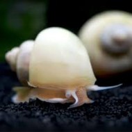 Ампулярия белая (Ampularia sp.) - 1,5-2см