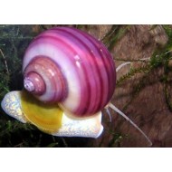 Ампулярія розова (Ampularia sp.) - 1-1.5см