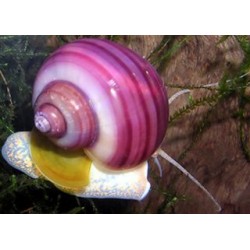 Ампулярія розова (Ampularia sp.) - 1-1.5см