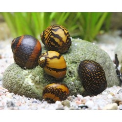 Неритина батик (Neritina variegata) - 2см