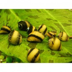 Неритина билайн (Neritina sp) - 1см 
