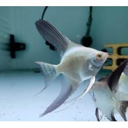 Скалярия болгарская зеленая (Pterophyllum bulgarian green) - 4см 