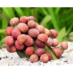 Нерітіна червоний гарбуз (Neritina Red Pumpkin snail) - 1см