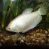 Гурами белый перламутр (Trichogaster trichopterus) - 3-4см