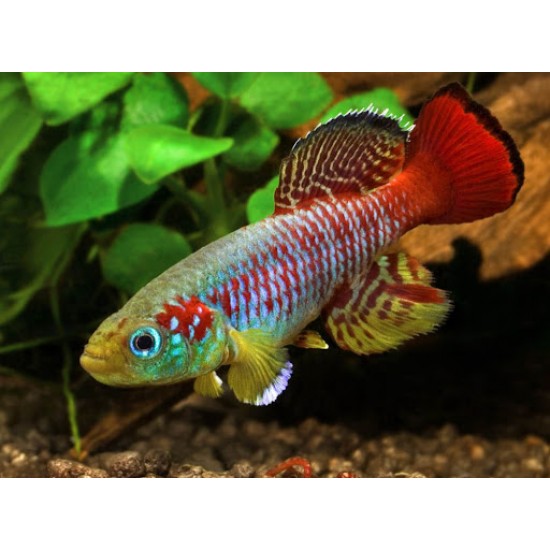 Фото Нотобранхиус гюнтера (Nothobranchius guentheri) - 2-3 см Смотреть