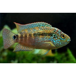 Цихлазома Джек Демпсі (Rocio octofasciata) - 5см