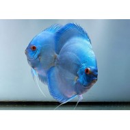 Дискус блю даймонд (Symphysodon Discus) - 7.5-9см