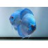 Дискус блю даймонд (Symphysodon Discus) - 7.5-9см