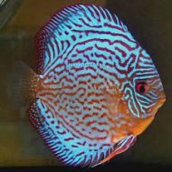 Дискус туркис (Symphysodon Discus) - 5-6см 