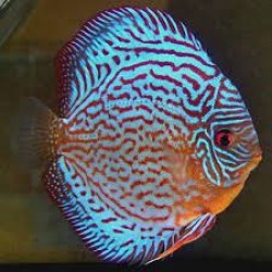 Дискус туркис (Symphysodon Discus) - 5-6см 