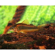 Коридорас лазер рэд (Corydoras laser red) - 2.5-3см
