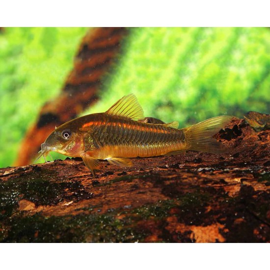 Фото Коридорас лазер рэд (Corydoras laser red) - 2.5-3см Смотреть
