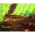 Коридорас лазер рэд (Corydoras laser red) - 2.5-3см