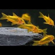 Коридорас лазер голд (Corydoras laser gold) - 2.5-3см