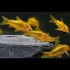 Коридорас лазер голд (Corydoras laser gold) - 2.5-3см