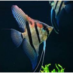 Скалярія Манакапуру (Pterophyllum manakapuru) - 3-4см