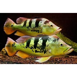 Цихла монокулус (Cichla monoculus) - 10см
