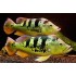 Цихла монокулус (Cichla monoculus) - 10см