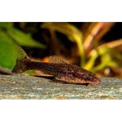 Отоцинклюс негрос (Otothyropsis piribebuy) - 2.5-3см
