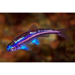 Нотропис радужный (Notropis chrosomus) - 5см