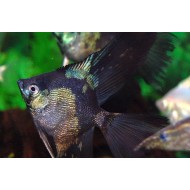 Скалярия параиба (Pterophyllum scalare paraiba) - 4см