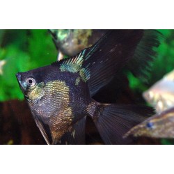 Скалярия параиба (Pterophyllum scalare paraiba) - 4см