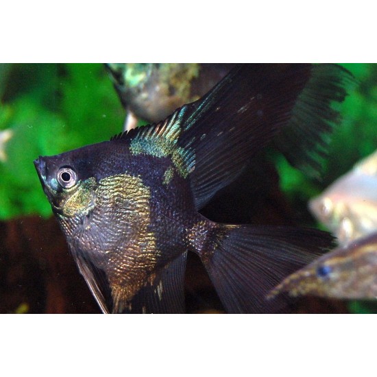 Фото Скалярия параиба (Pterophyllum scalare paraiba) - 4см Смотреть