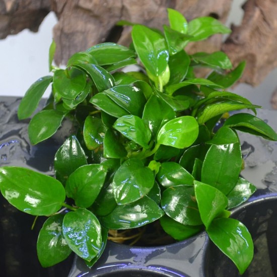 Фото Анубиас петит (Anubias barteri var. nana "Petite") - куст Смотреть