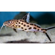 Синодонтис Петрикола (Synodontis petricola) - 2-3см
