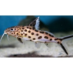 Синодонтис Петрикола (Synodontis petricola) - 2-3см