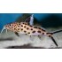 Синодонтис Петрикола (Synodontis petricola) - 2-3см