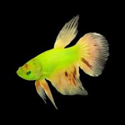 Петух гло зелений (Betta splendens) - 3-3,5см