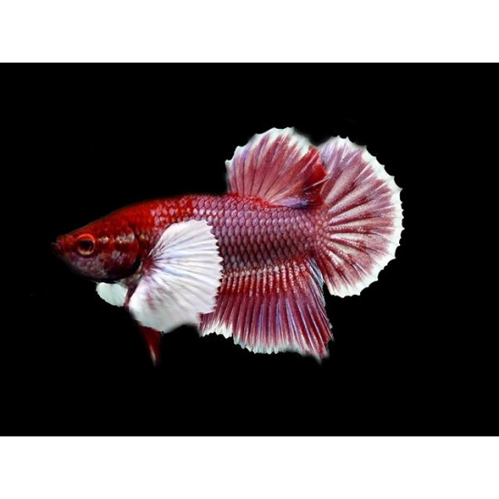 Фото Петух халфмун слоновье ухо (Betta splendens) - 6см Смотреть