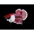 Петух халфмун слоновье ухо (Betta splendens) - 6см