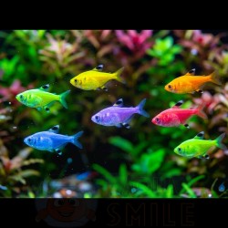 Прістела глофіш (Pristella maxillaris glofish) - 2-3см