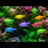 Прістела глофіш (Pristella maxillaris glofish) - 2-3см