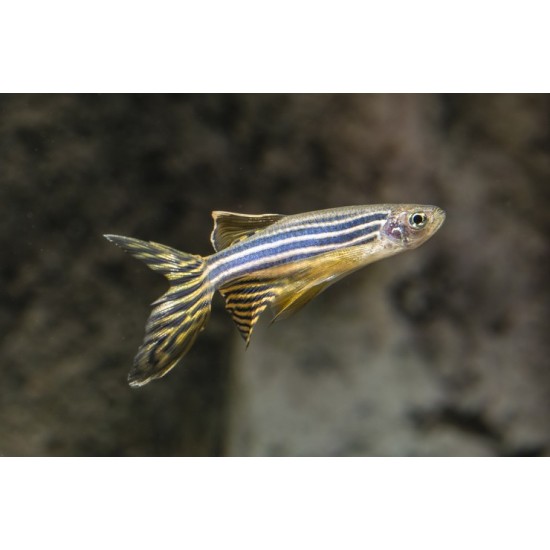 Фото Данио рерио (Danio) - 2-3см Смотреть