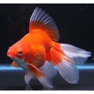 Риукин микс   (Carassius auratus) - 8см