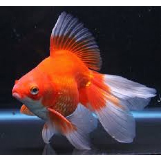 Фото Риукин микс   (Carassius auratus) - 8см Смотреть