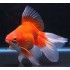 Риукин микс   (Carassius auratus) - 8см