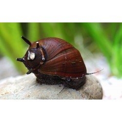 Неритина рогатая (Neritina horned Snail) - 1-1.5см