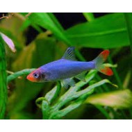 Савбва (Sawbwa resplendens) - 2-2.5см