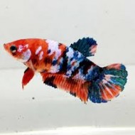 Петух самка кои (Betta splendens) - 4-5см