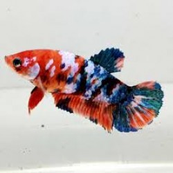 Петух самка кои (Betta splendens) - 4-5см