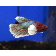 Петух самка слоновье ухо (Betta splendens) - 3-4см 