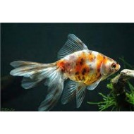 Вуалехвост ситцевый (Carassius auratus) - 4-4.5см