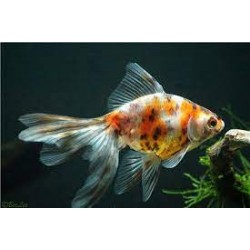 Вуалехвост ситцевый (Carassius auratus) - 4-4.5см